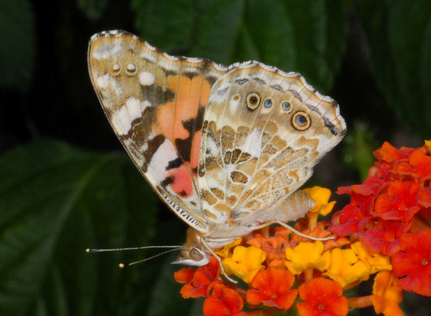 Vanessa cardui sulle lantane